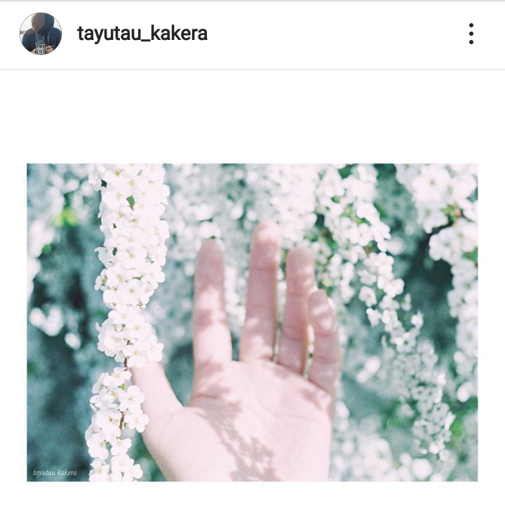 hoa nở-màu nhật bản